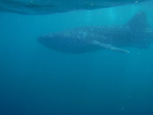 Swimming with whale-sharks in Mozambique