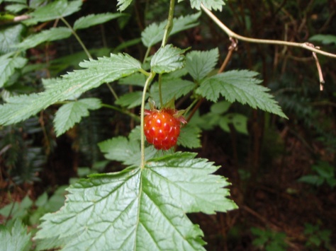 Salmonberries are some of the early berries in the summer. They come in red and yellow and sweetness is not related to colour - both are delicious and sweet! This is the wild cousin of the modern domesticated raspberry