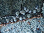 Limpets on the rocks