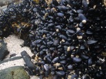 Mussels!